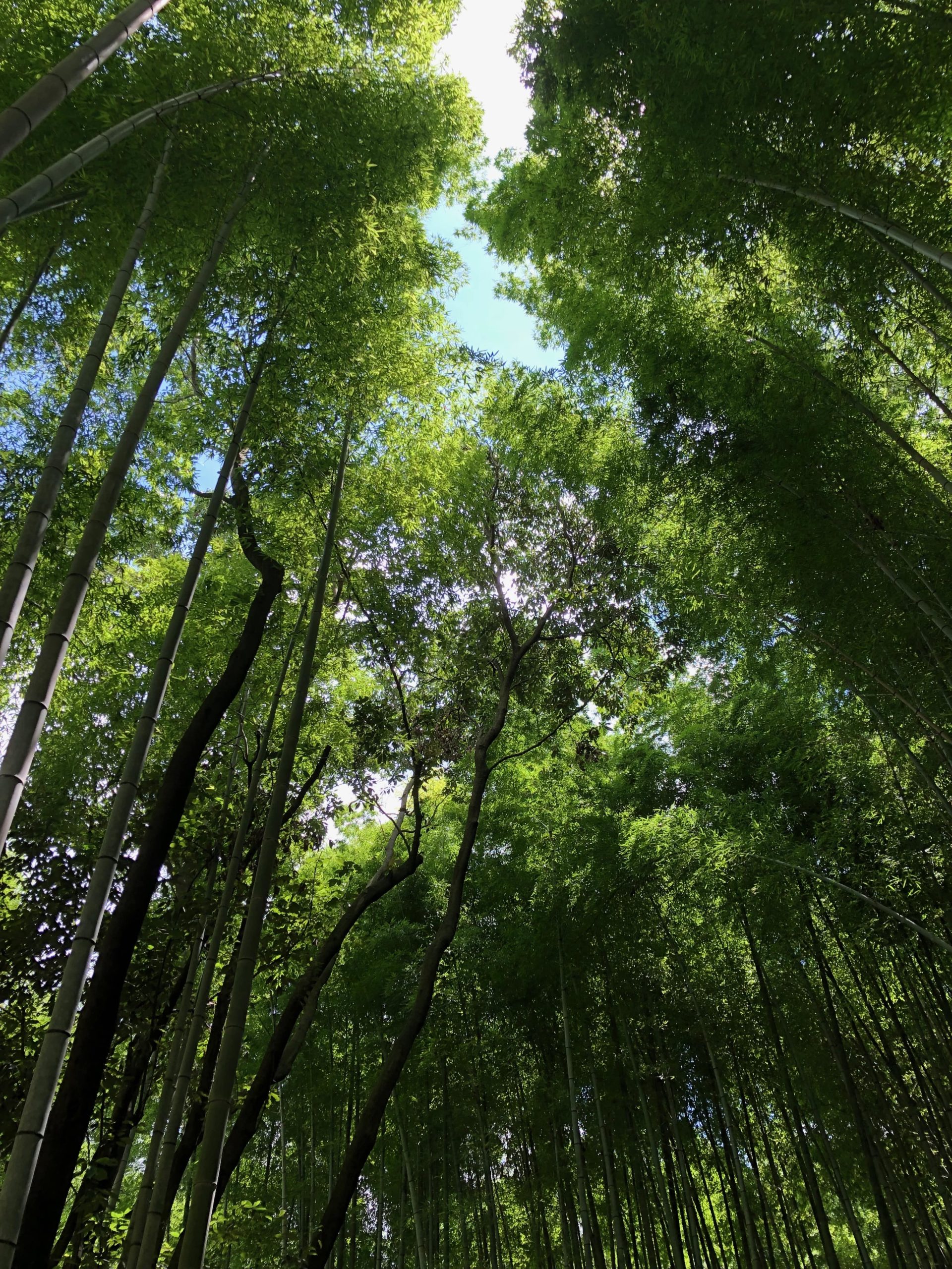 kyoto forest
